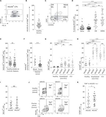 HELIOS-expressing human CD8 T cells exhibit limited effector functions